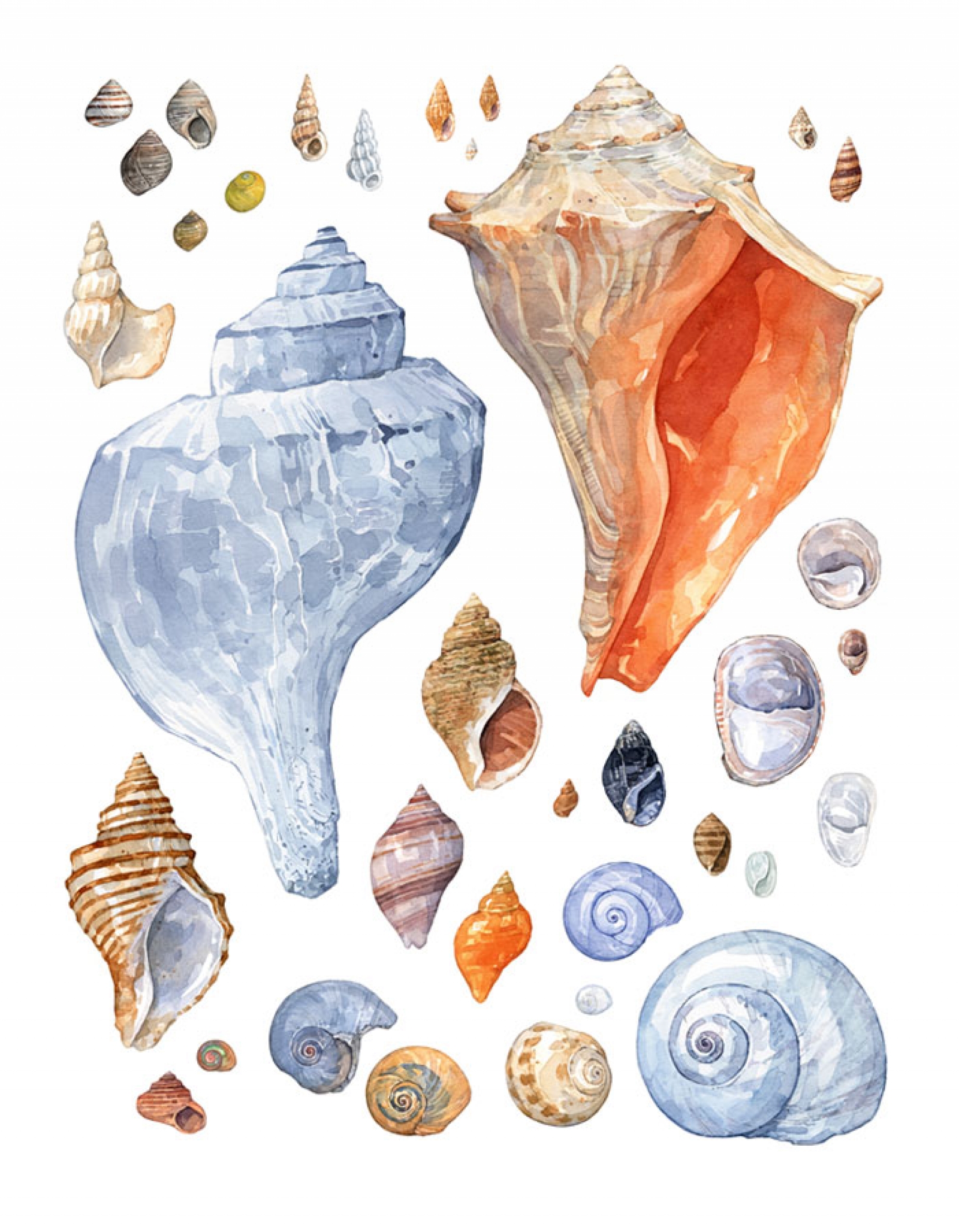 1600x2055 Seashell Collection Watercolor Print David Scheirer Watercolors - Seashell Watercolor