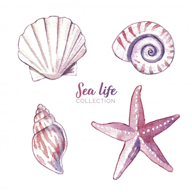 626x626 Seashells Vectors, Photos And Psd Files Free Download - Seashell Watercolor