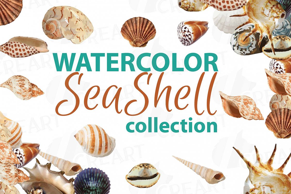 1200x800 Seashells Clip Art Collection, 16 Watercolor Sea Shell Pack With 1 - Seashell Watercolor