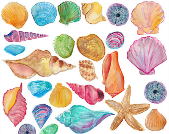 340x270 Shell Clipart Watercolor - Seashell Watercolor