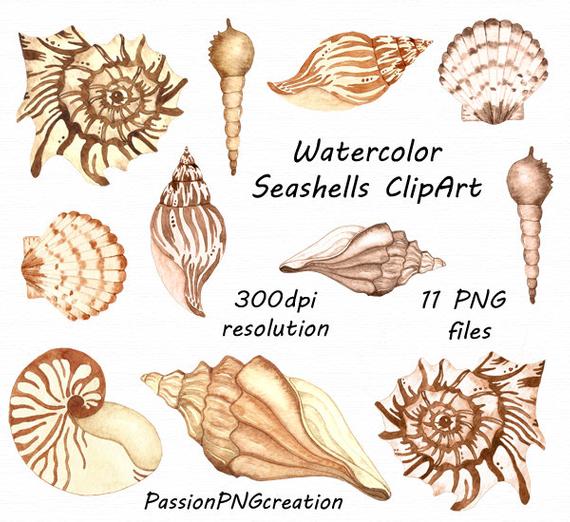 570x522 Watercolor Seashells Clipart Hand Drawn Seashells Shell Etsy - Seashell Watercolor