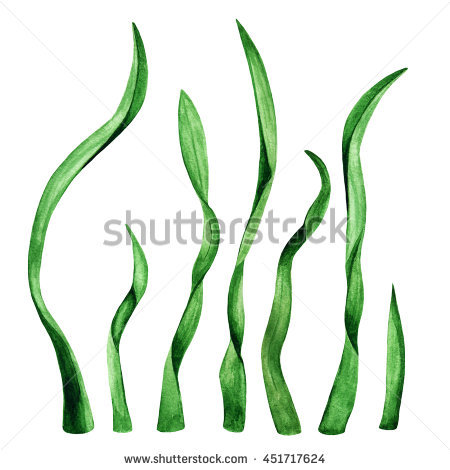 450x470 Ocean. Seaweed. Underwater Watercolor Clip Art Water Plants - Seaweed Watercolor