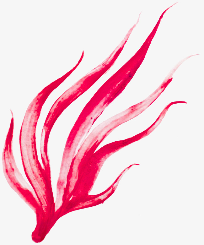 650x780 Pink Watercolor Seaweed, Watercolor Clipart, Seaweed Clipart, Pink - Seaweed Watercolor