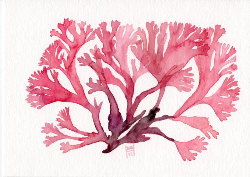 800x565 Red Seaweed Callophyllis Flabellata Watercolor - Seaweed Watercolor