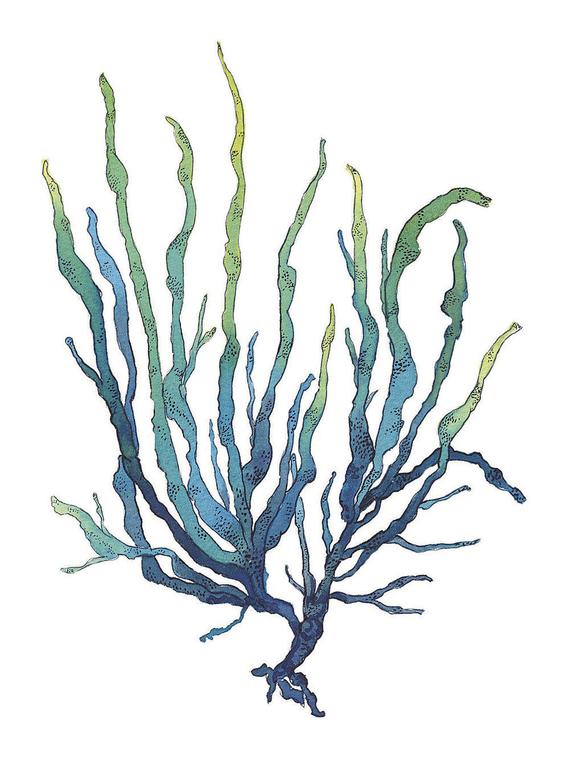 570x760 Blue And Green Seaweed Watercolor Painting Archival Art Print Etsy - Seaweed Watercolor