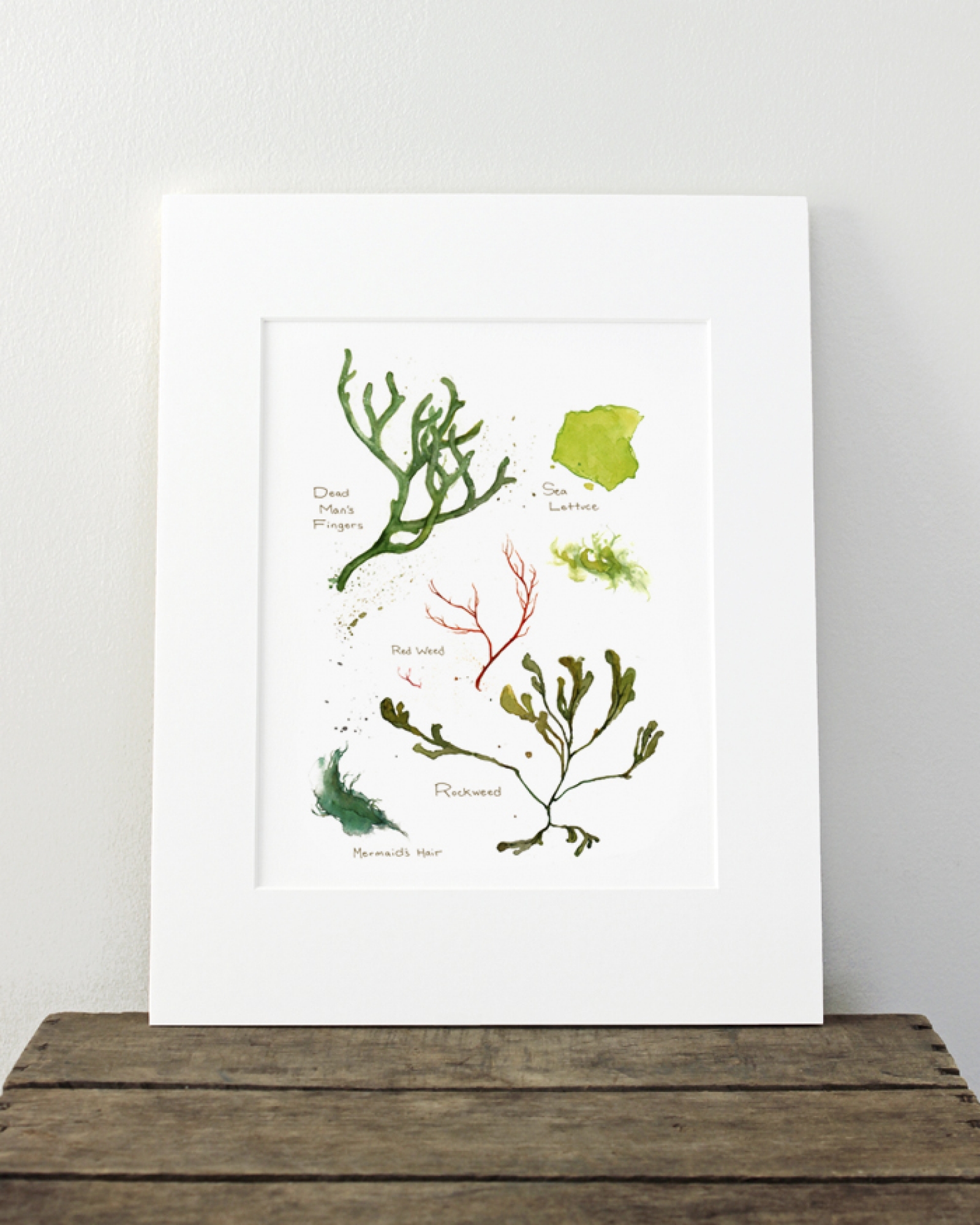 1600x2000 Seaweed Botanical Print David Scheirer Watercolors - Seaweed Watercolor