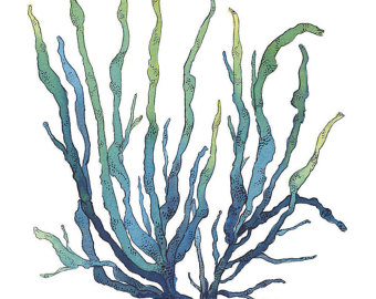 340x270 Seaweed Art Etsy - Seaweed Watercolor