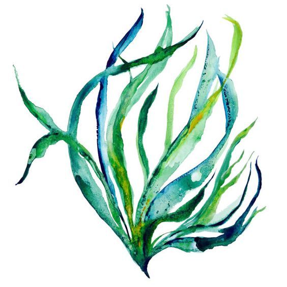 564x564 Sway - Seaweed Watercolor