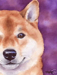 231x300 Shiba Inu Watercolor Dog Large Art Print Signed Djr Ebay - Shiba Inu Watercolor