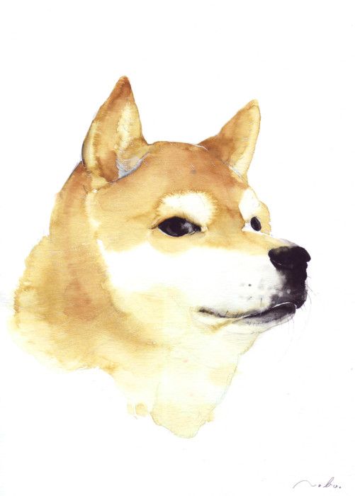 501x700 Japanese Shiba - Shiba Inu Watercolor