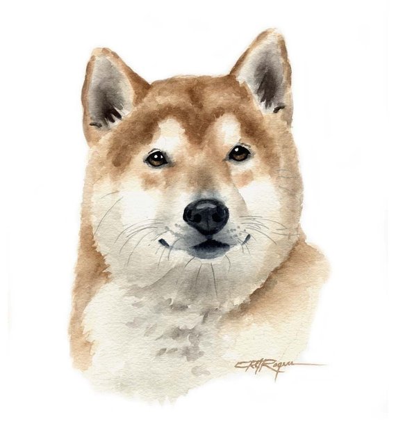 570x622 Shiba Inu Dog Watercolor Painting Art Print By Artist Dj Etsy - Shiba Inu Watercolor