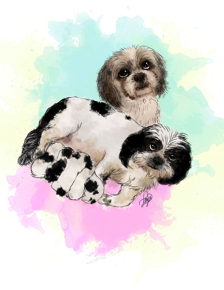 786x1017 Shih Tzu - Shih Tzu Watercolor
