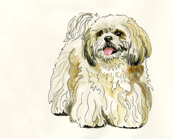 570x455 Shih Tzu Dog Drawing Pet Illustration Pen And Ink Watercolor Gift - Shih Tzu Watercolor