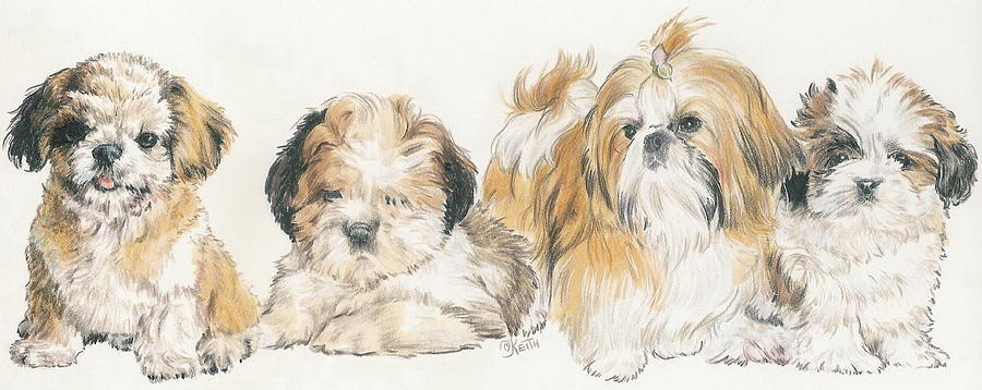 900x358 Shih Tzu Puppies Mixed Media By Barbara Keith - Shih Tzu Watercolor