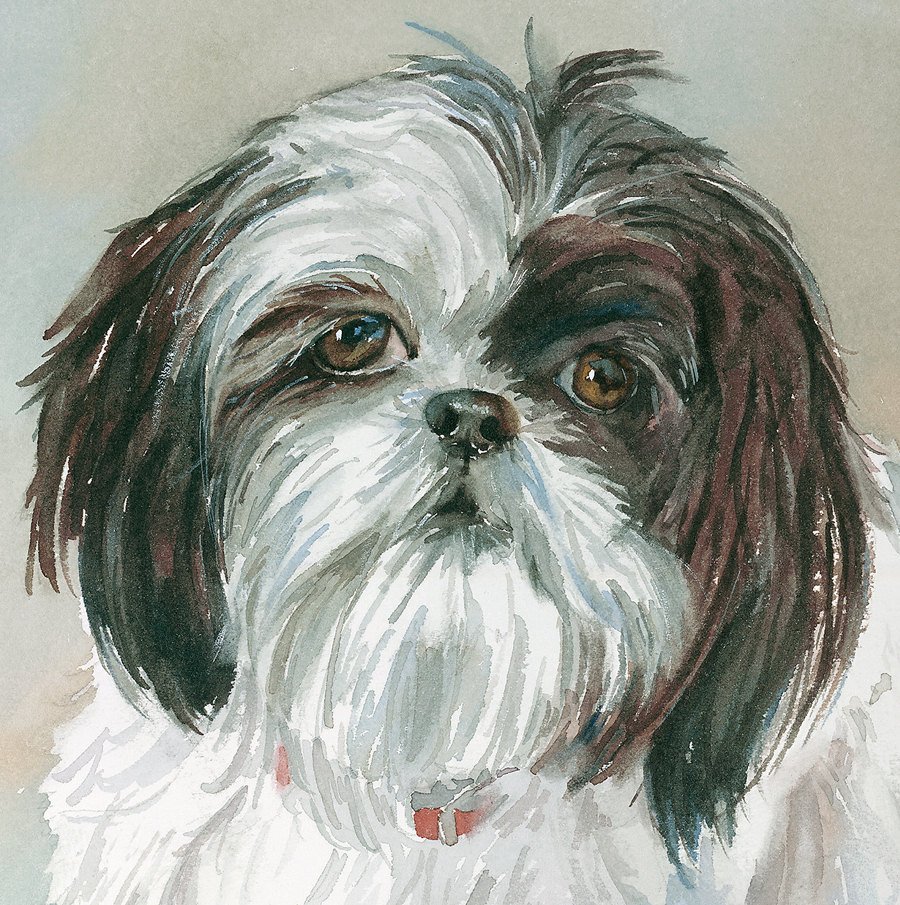 900x905 Shih Tzu Painting Shih Tzu Art Shih Tzu Watercolor Shitsu Etsy - Shih Tzu Watercolor