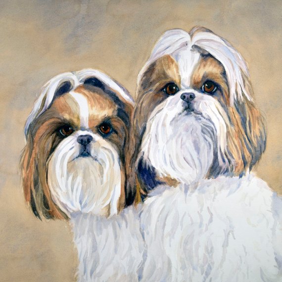 Shih Tzu Watercolor at PaintingValley.com | Explore collection of Shih ...