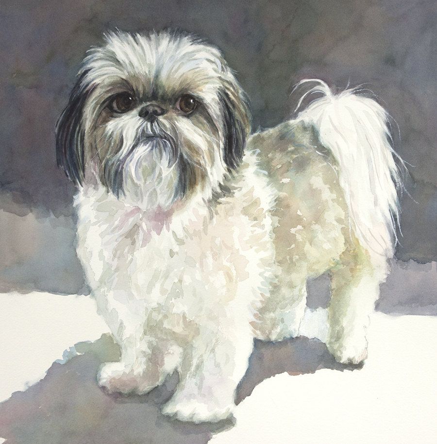 900x914 Shih Tzu Paintingshih Tzu Artshih Tzu Watercolorshitsu Art - Shih Tzu Watercolor