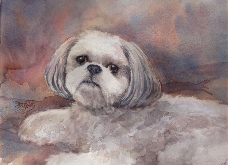 800x579 Asha ... A Shih Tzu Portrait - Shih Tzu Watercolor