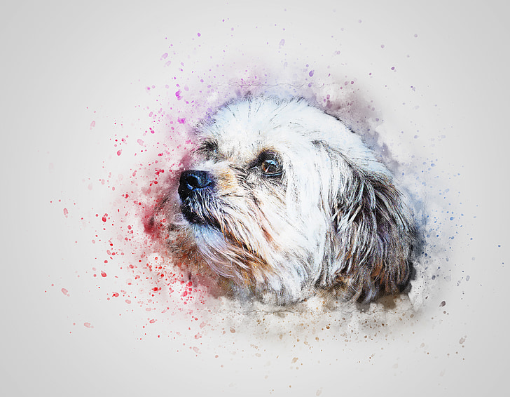728x566 Royalty Free Photo White And Brown Shih Tzu Painting Pickpik - Shih Tzu Watercolor