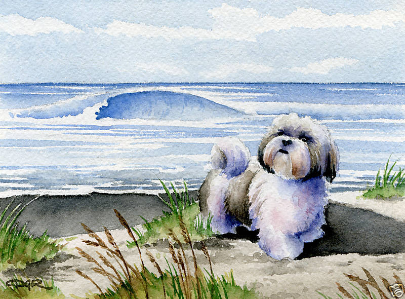 800x590 Shih Tzu Art Print Beach Dog Watercolor 8 X 10 Signed By Artist Dj - Shih Tzu Watercolor