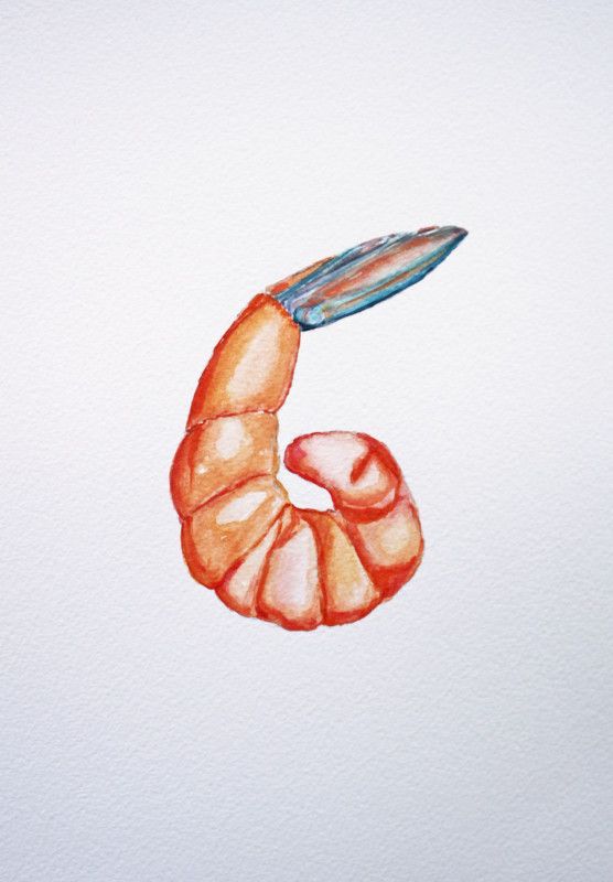 556x800 Shrimp - Shrimp Watercolor