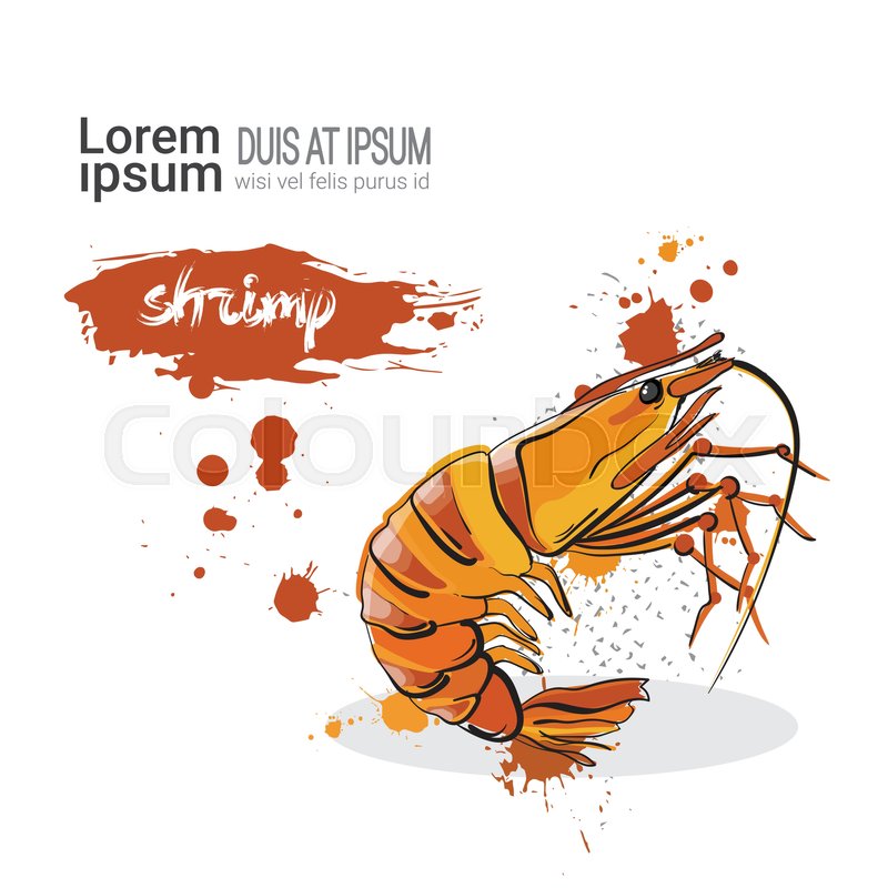 800x800 Shrimp Hand Drawn Watercolor Food On White Background With Copy - Shrimp Watercolor