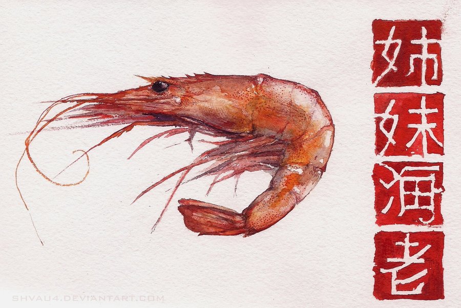 900x602 Shrimp By Shvau4 - Shrimp Watercolor