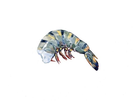 572x432 Shrimp Watercolor Art Watercolor, Food - Shrimp Watercolor
