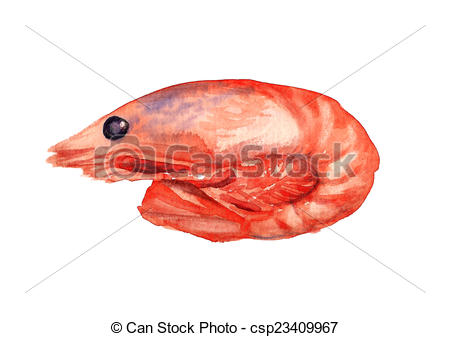 450x337 Boiled Shrimp. Watercolor Image Of Boiled Shrimp On White Background. - Shrimp Watercolor