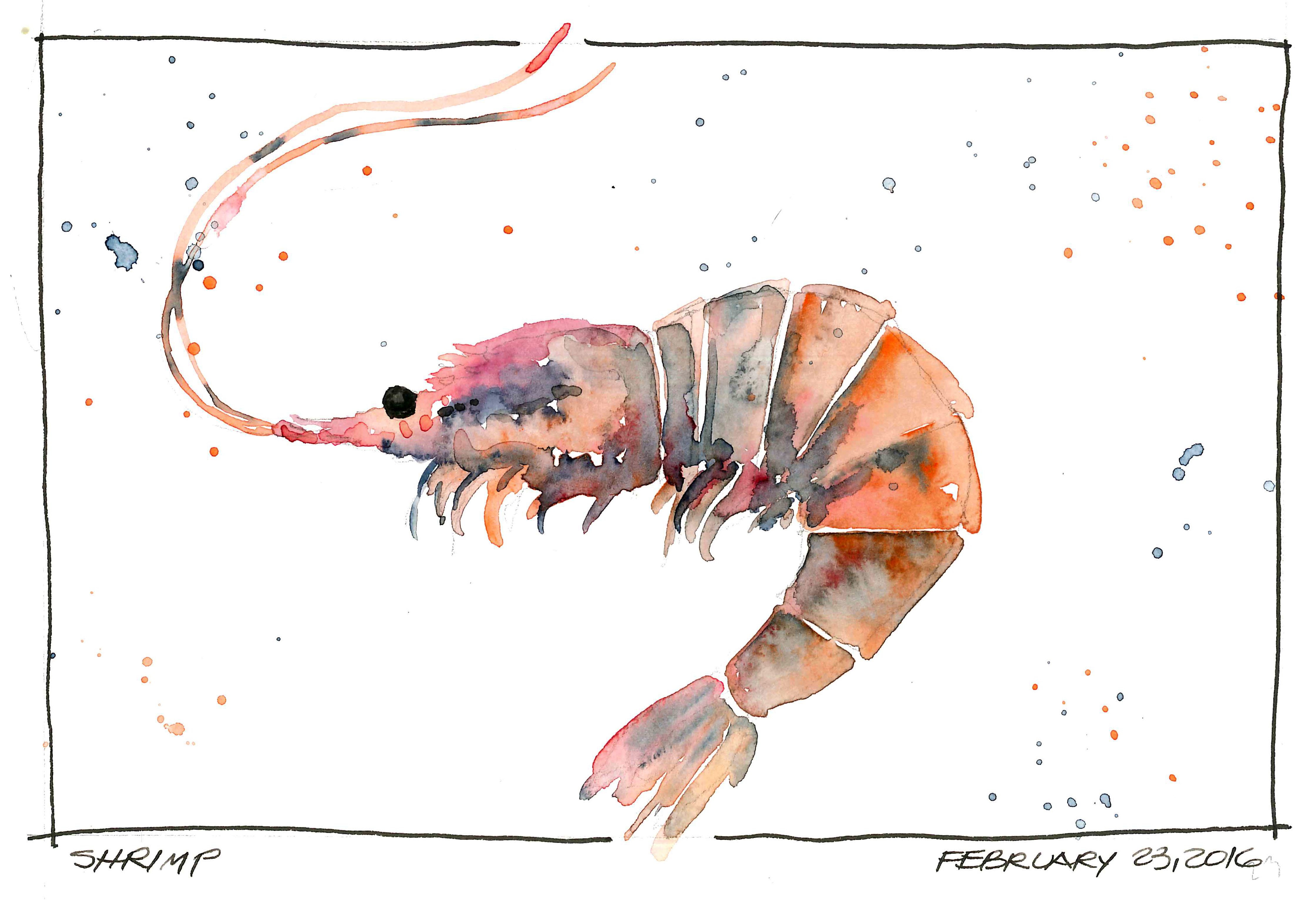 4482x3066 Shrimp A Sketchbook Odyssey - Shrimp Watercolor