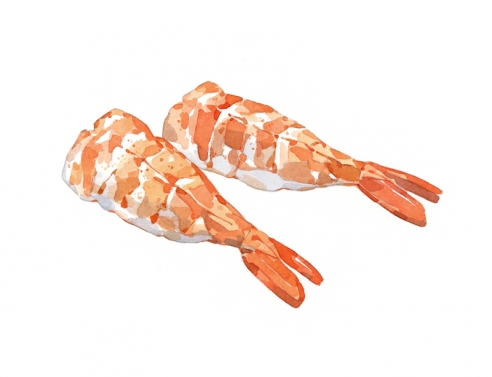 492x377 Sushi Ebi Shrimp Watercolor Illustration David Scheirer Watercolors - Shrimp Watercolor