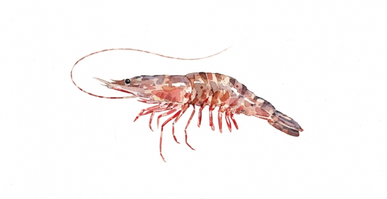 565x291 Tiger Shrimp Watercolor David Scheirer Watercolors - Shrimp Watercolor