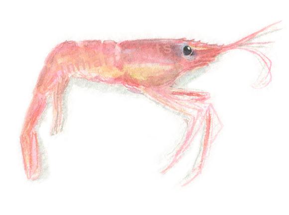 580x431 Watercolor Shrimp, Shrimp Art Print Jen Holloway Art - Shrimp Watercolor