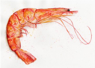 400x287 Watercolor Shrimp By Taylorpentonart - Shrimp Watercolor