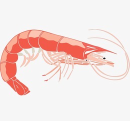 260x242 Clipart Resolution 1692948 - Shrimp Watercolor