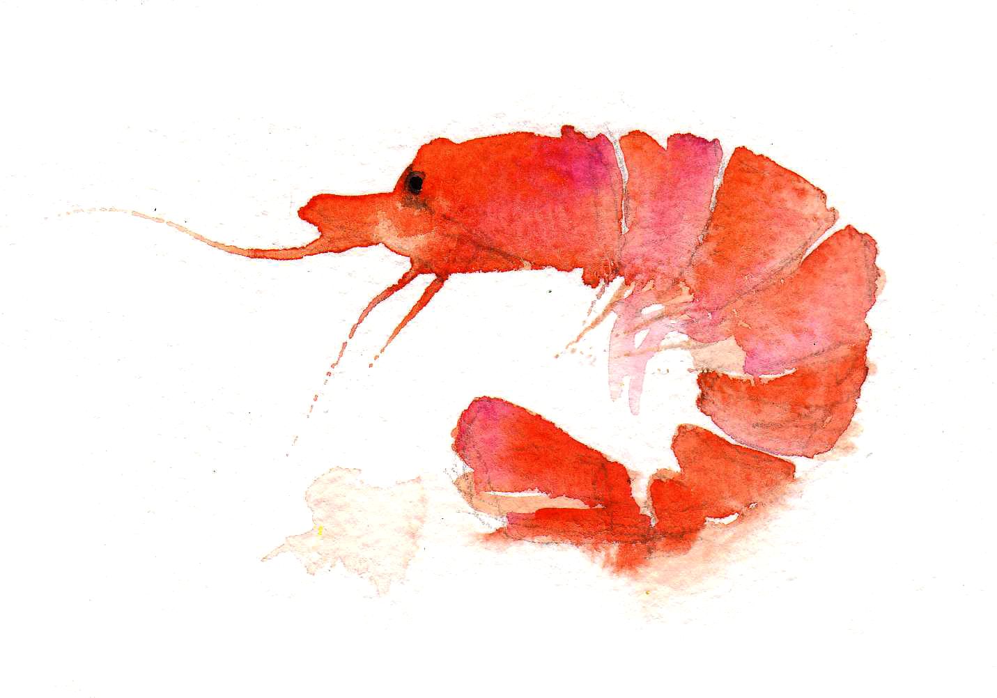 Shrimp Watercolor At Explore Collection Of Shrimp