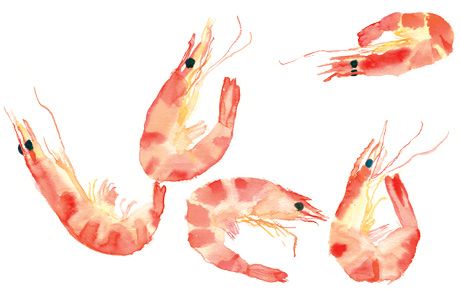 460x290 Prawns Shrimp Watercolor - Shrimp Watercolor