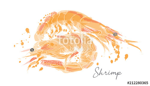 500x288 Shrimp Vector Illustration In Watercolor. Stock Image And - Shrimp Watercolor
