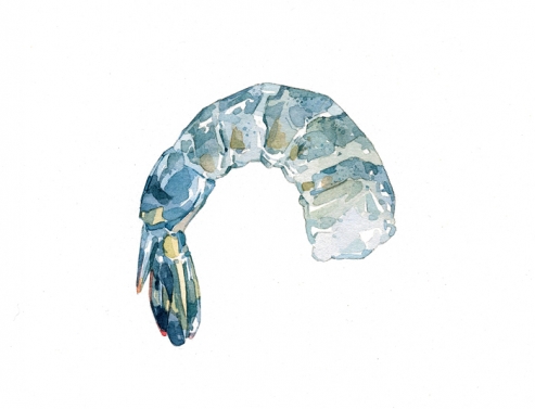 493x377 Shrimp Watercolor David Scheirer Watercolors - Shrimp Watercolor