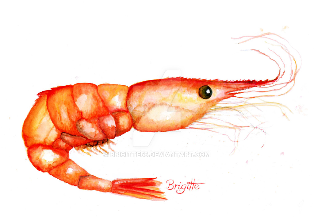 1024x707 Shrimp Watercolor By Brigitte55 - Shrimp Watercolor