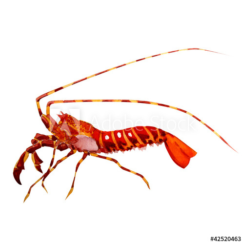 500x500 Shrimp. Watercolor Painting - Shrimp Watercolor