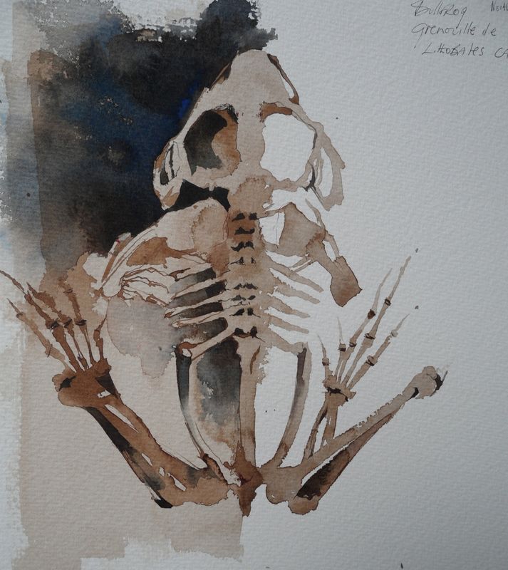 713x800 Frog Skeleton - Skeleton Watercolor