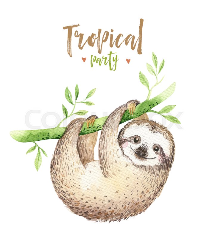 712x800 Baby Animals Sloth Nursery Isolated Painting. Watercolor Boho - Sloth Watercolor