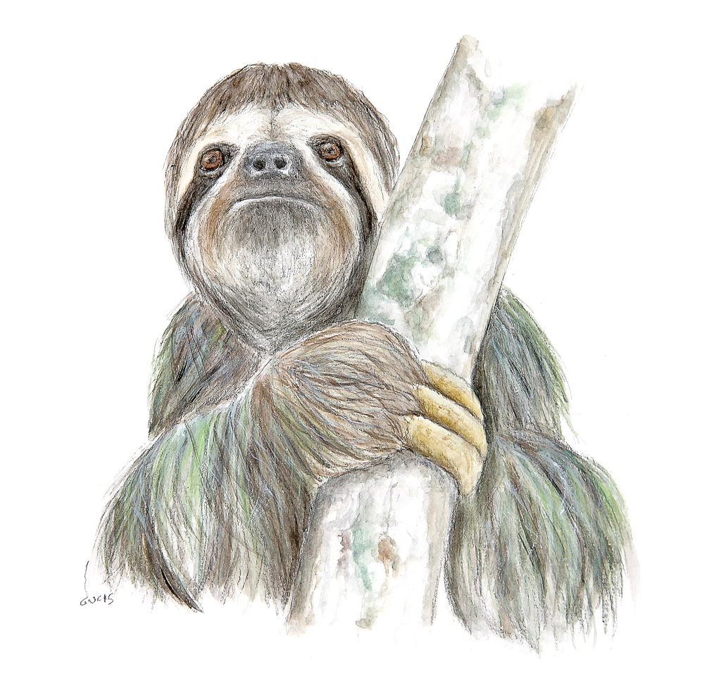 1024x980 Sloth (Watercolor) This Watercolor Can Be Found In My - Sloth Watercolor