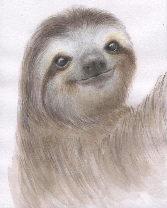 570x707 Sloth Painting. Sloth Watercolor. Sloth Illustration. Animal Art - Sloth Watercolor