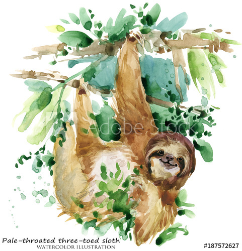 481x500 Watercolor Sloth Illustration. Tropical Animal - Sloth Watercolor
