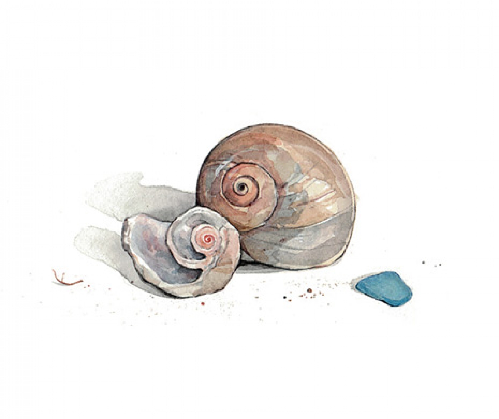 1600x1345 Moon Snail Shells And Sea Glass Print David Scheirer Watercolors - Snail Watercolor