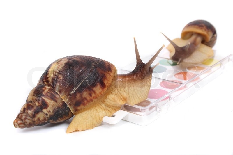 800x533 Big Brown Snails And Watercolors On The White Background Stock - Snail Watercolor