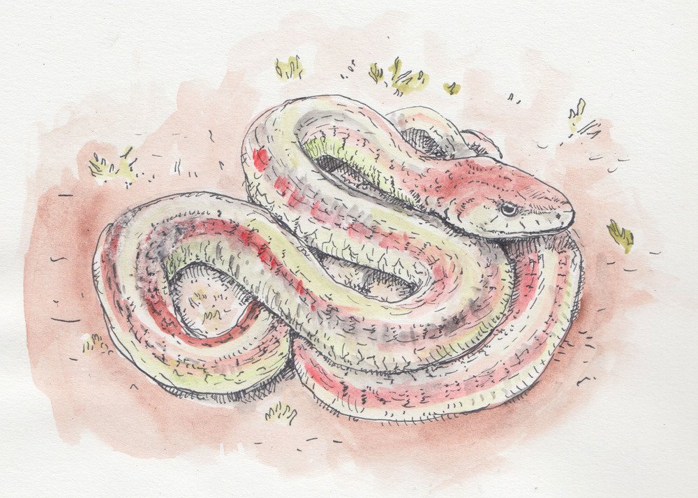 1000x713 Mutantmoments Snake Watercolor - Snake Watercolor