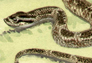 350x242 Natural History Art, Reptiles, Snakes, Charles Liedl, Antique - Snake Watercolor